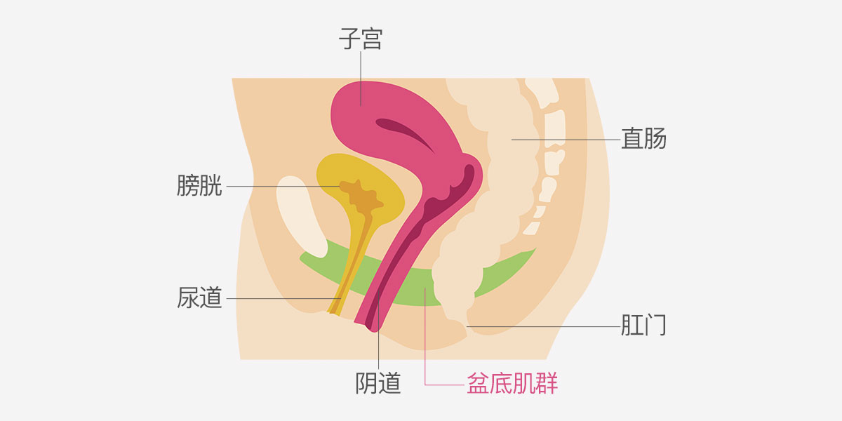 产后腹直肌和盆底肌修复有必要做吗?