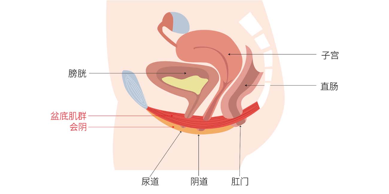 是什么阻碍了年轻妈妈产后康复？盆底肌健康值得重视