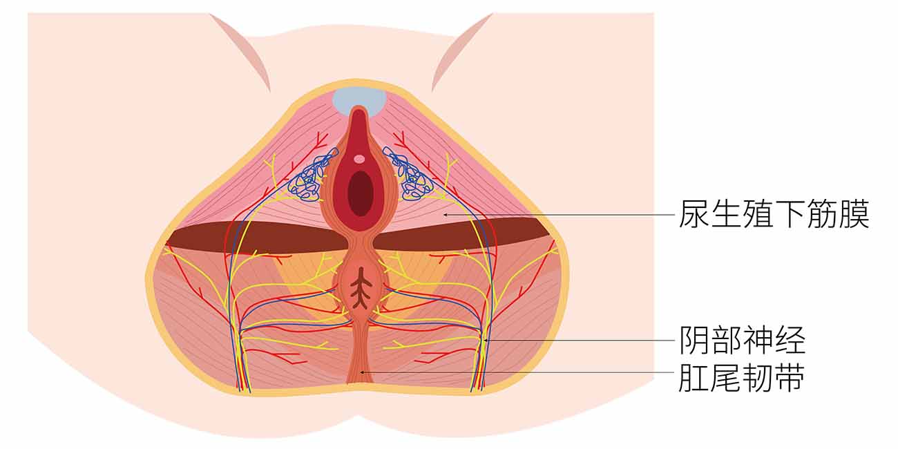 说到盆底损伤，为什么医生要反复宣教早检查早发现早干预并早治疗？